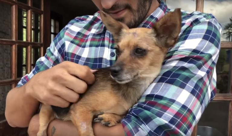 cagnolina Mila