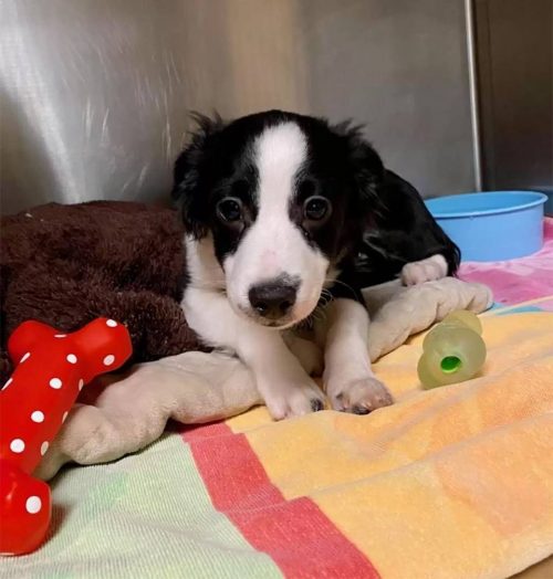 cucciolo border collie