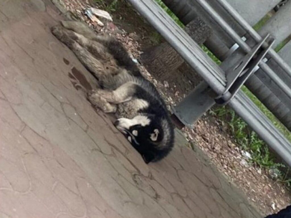 Husky visto alla fermata del bus per 3 settimane