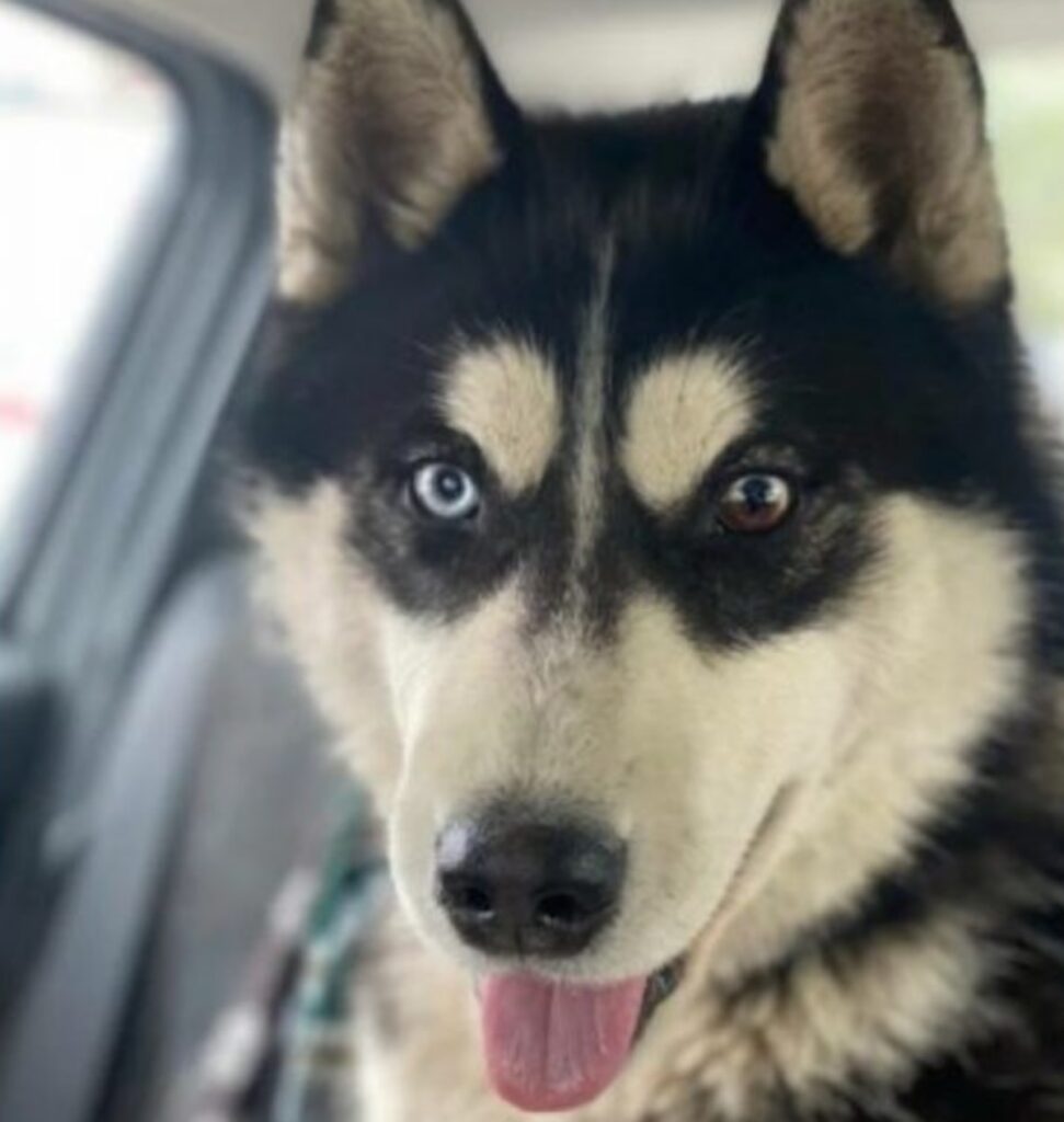 Husky visto alla fermata del bus per 3 settimane