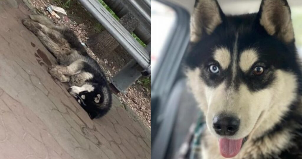 Husky visto alla fermata del bus per 3 settimane