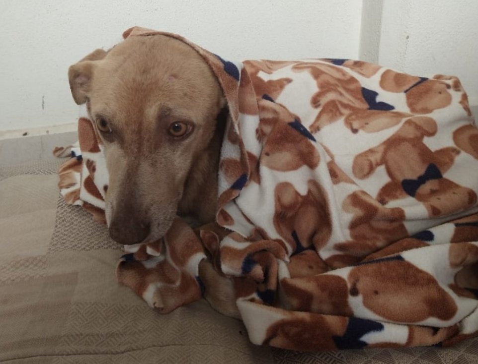 cagnolina randagia jin