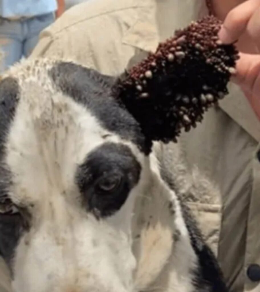 La cagnolina nera cane con le zecche