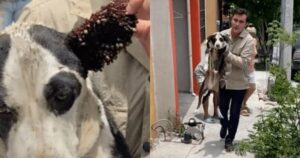 Veterinario irrompe in un appartamento per salvare la cagnolina (VIDEO)