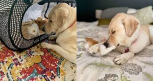 Labrador adotta tre gattini salvati dalla sua proprietaria e gli fa da mamma (VIDEO)