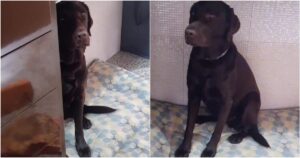 Labrador con i sensi di colpa mostra tutto il suo aspetto colpevole e fa ridere tutto il web (VIDEO)