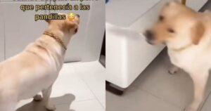 Labrador Retriever sente dei rumori in casa e afferra il coltello per difendersi (VIDEO)