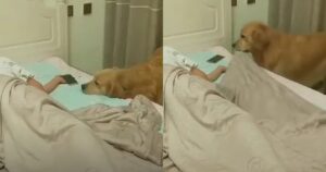 Labrador rimbocca le coperte e spegne la luce al suo proprietario mentre dorme (VIDEO)