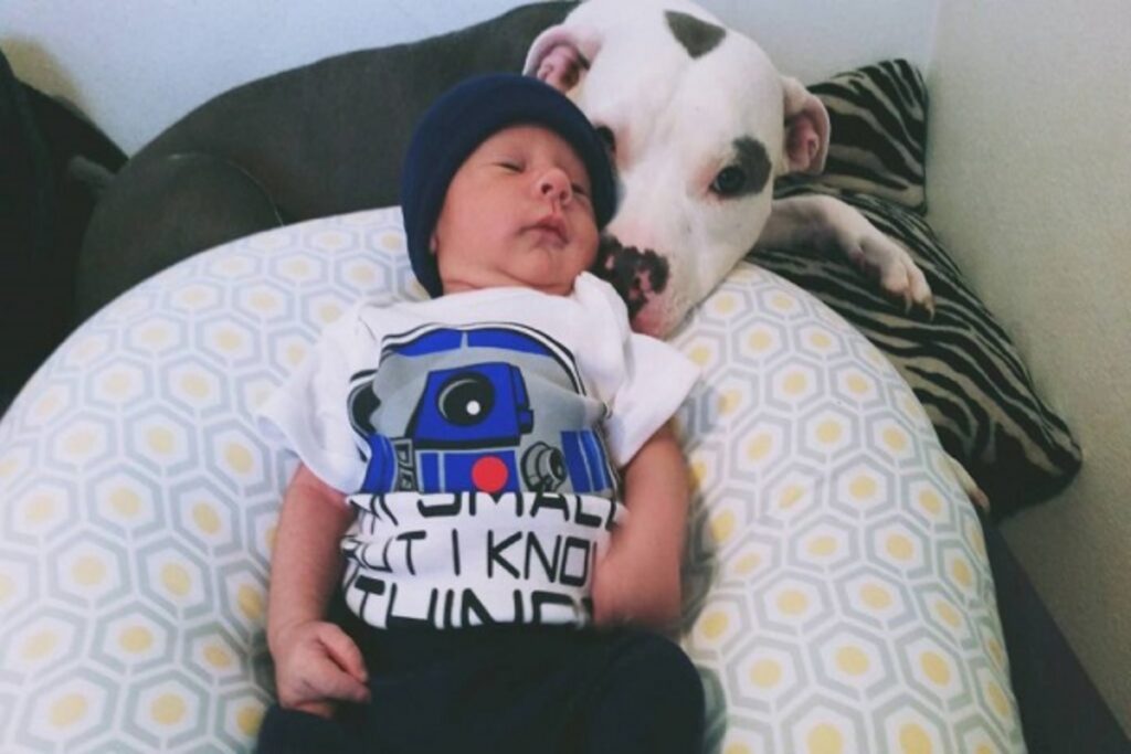 Genitori lasciano Pitbull con bambino foto