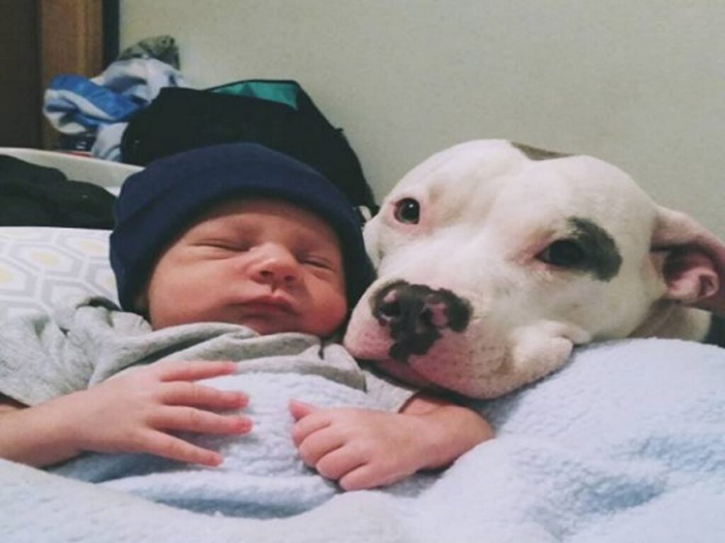 Genitori lasciano Pitbull con bambino foto