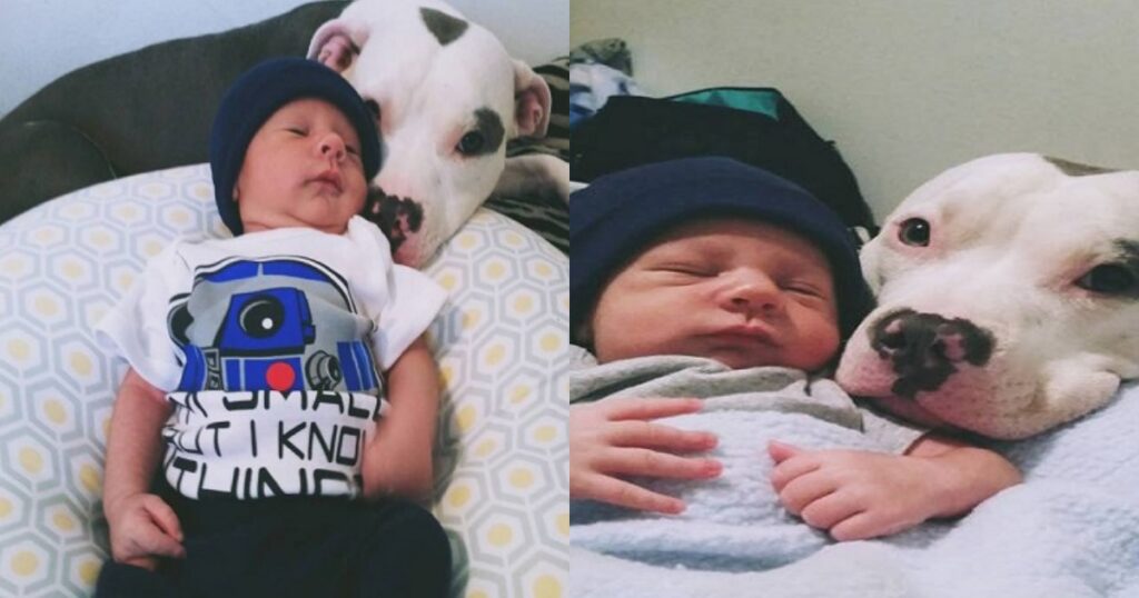 Genitori lasciano Pitbull con bambino foto