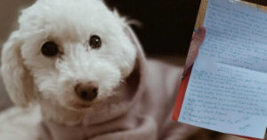 Cagnolino malato viene abbandonato con una lettera dalla sua mamma umana
