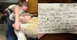 Famiglia in gravi difficoltà abbandona il cagnolone con un foglietto al collo (VIDEO)