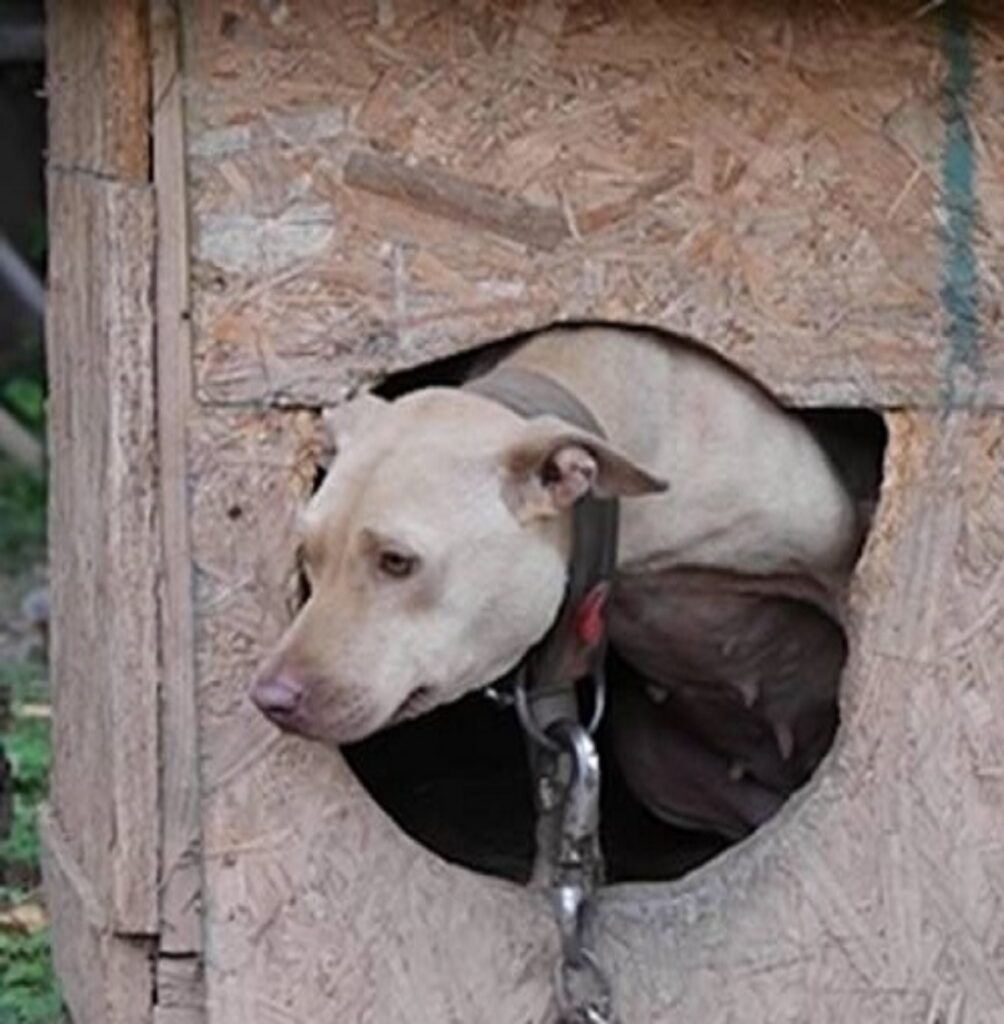 Pitbull Tilly vittima di combattimenti tra cani