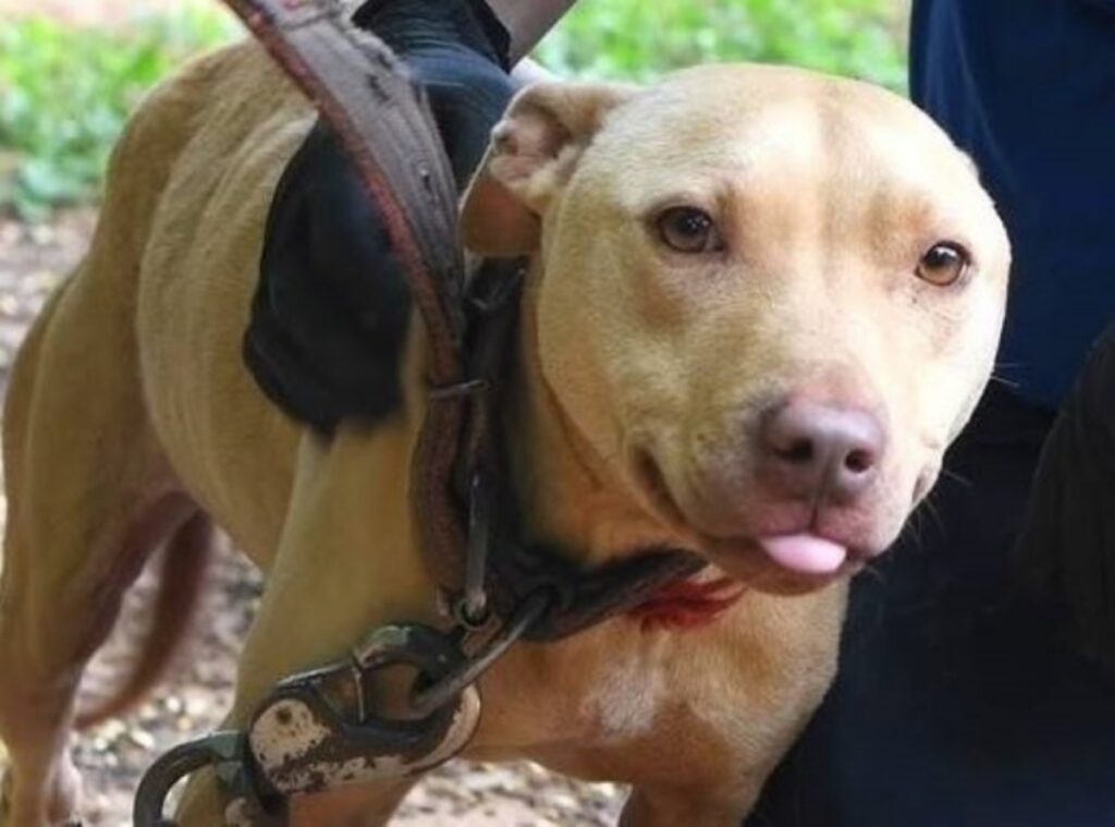 Pitbull Tilly vittima di combattimenti tra cani