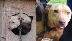 Cagnolina era sfruttata nei combattimenti tra cani ed era incatenata da una vita (VIDEO)