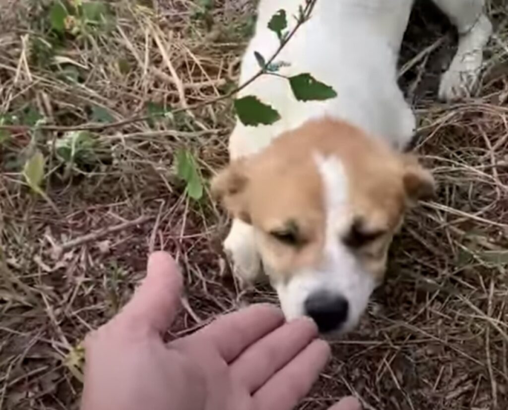 Lucy cane si fida del soccorritore