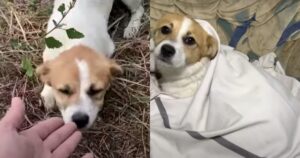 Cagnolina era stanca di vivere in mezzo ad una strada quindi decise di fidarsi e fece proprio bene (VIDEO)