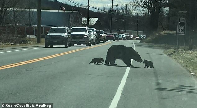 mamma orso con i cuccioli