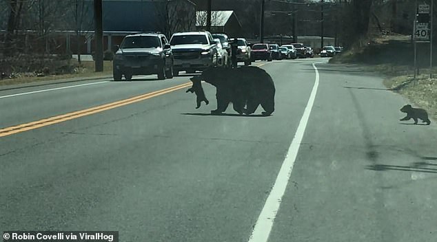 mamma orso con i cuccioli