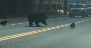 Polizia ferma il traffico per permettere a questa mamma orso di far attraversare i suoi cuccioli ‘monelli’ (VIDEO)