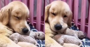 Golden Retriever mamma si prende amorevolmente cura di tutti i suoi cuccioli (VIDEO)