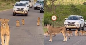 Mamma leonessa ferma il traffico per attraversare la strada con i suoi cuccioli (VIDEO)