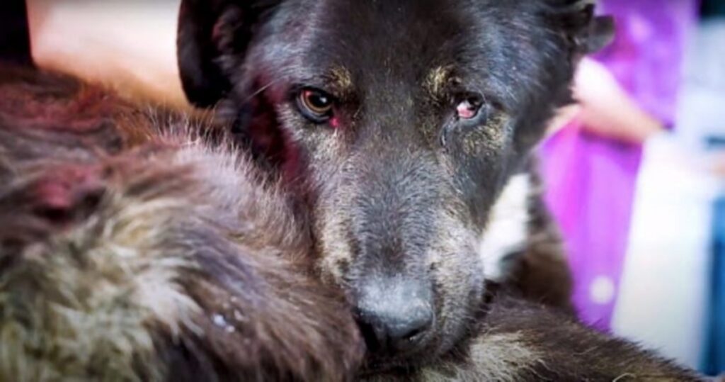 cane con mascella rotta