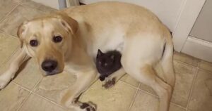 Labrador cerca di nascondere il nuovo gattino di famiglia per non lasciare che nessun altro ci giochi (VIDEO)