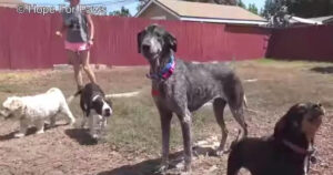 Cagnolina viene salvata dopo che per due anni era stata falsamente dichiarata morta (VIDEO)