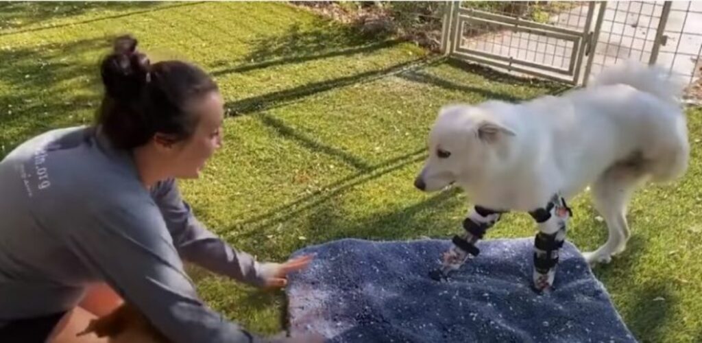 cane nato con una sola zampa funzionante