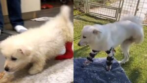 Cucciolo nato con solo una zampa funzionante ha passato i primi mesi di vita per strada solo senza nessuno (VIDEO)
