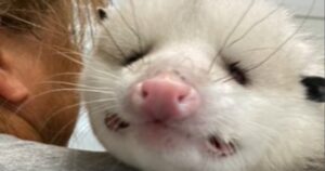 Il cieco opossum Sylvester ha tanti amici speciali che gli rendono le giornate fantastiche (VIDEO)