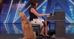 Golden Retriever Oscar canta in una gara e si oppone ai giudici (VIDEO)