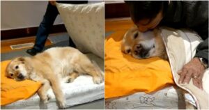 Il padre non lo voleva, ma poi finisce per innamorarsi del Golden Retriever e gli rimbocca anche le coperte prima di dormire (VIDEO)