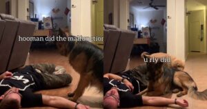 Golden Retriever e un cucciolone di Pastore Tedesco vedono svenire il padrone e cercano di capire come aiutarlo (VIDEO)