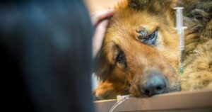 Cagnolina picchiata brutalmente e abbandonata sulla neve sembrava perduta per sempre ma l’amore ha fatto miracoli