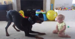 Cagnolino Dobermann gioca con la sorellina umana di un anno. I due si divertono tantissimo (VIDEO)