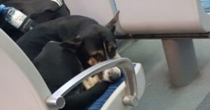 Cagnolino randagio prende il treno e “ruba” il posto a una giovane pendolare