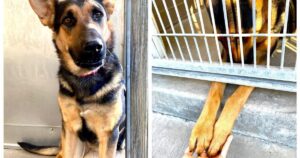 Cagnolino allunga le zampe fuori dal suo alloggio in rifugio per toccare i visitatori