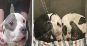 Fratellini Pitbull salvati insieme da un inferno adesso sono inseparabili anche per dormire