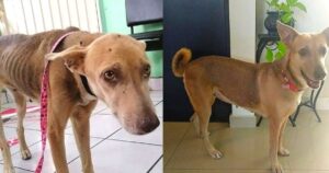 Cagnolina randagia scheletrica con lo sguardo smarrito: La sua storia