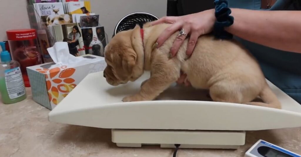 Cuccioli di labrador prima visita veterinaria