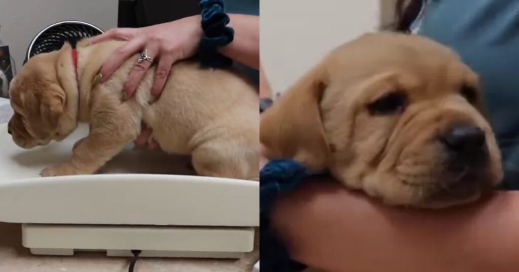 Cuccioli di labrador prima visita veterinaria