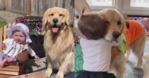 Golden Retriever e la sorellina umana festeggiano il primo anno insieme, un filmato dolcissimo (VIDEO)