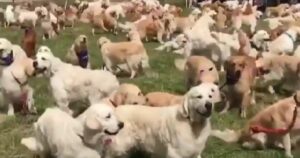 Raduno di Golden Retriever trasforma il prato in un tappeto color crema (VIDEO)