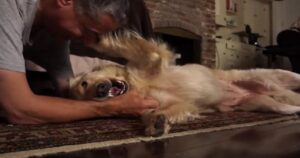 Golden Retriever abbandonato dalla sua famiglia è stato salvato dalla morte (VIDEO)