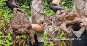 Toadzilla, il rospo gigante da Guinness World Record (VIDEO)