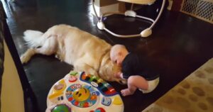 Golden Retriever e il suo fratellino umano sono uniti da un legame indistruttibile (VIDEO)