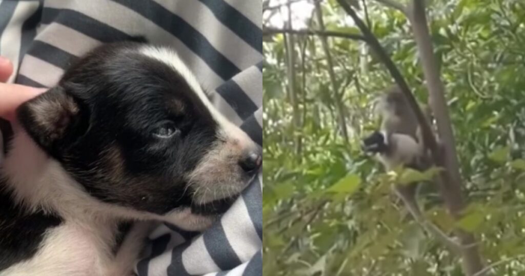 Scimmia macaco ha rapito cucciolo di cane